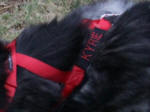 Embroidered name-tag on harness