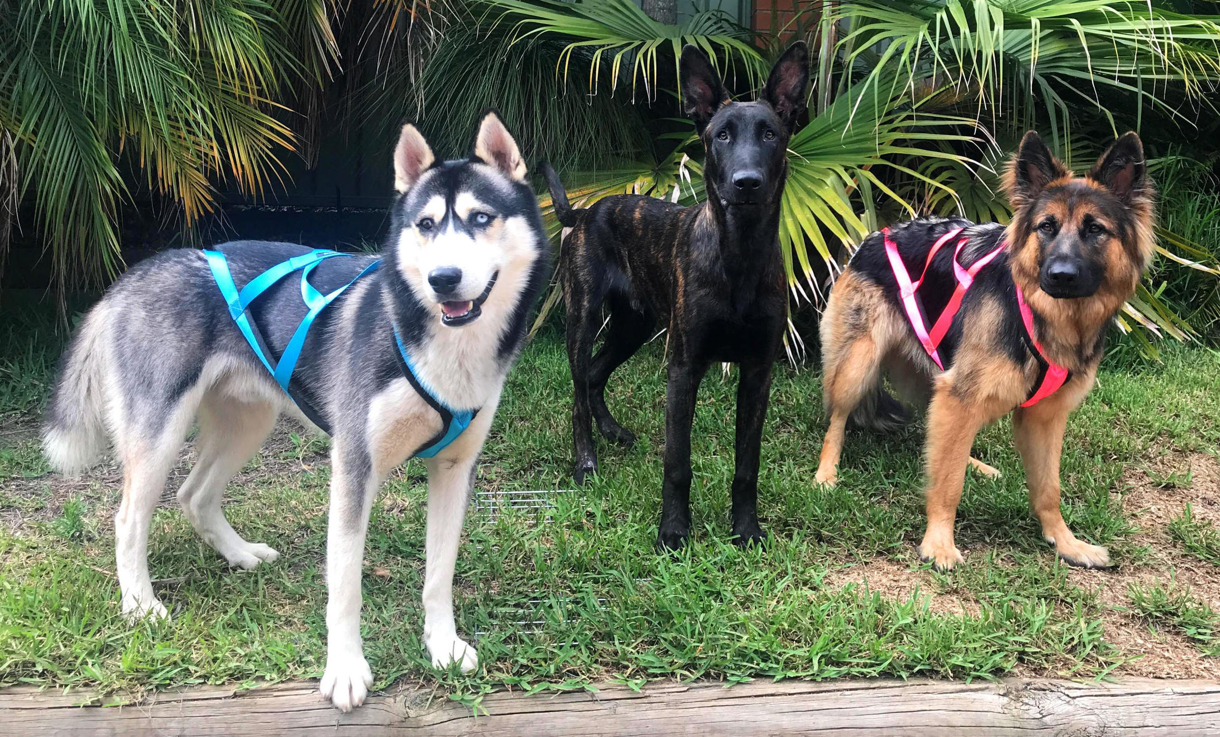 Husky & German Shepherd in sledding harnesses