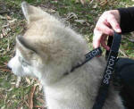 Collar with name-tag