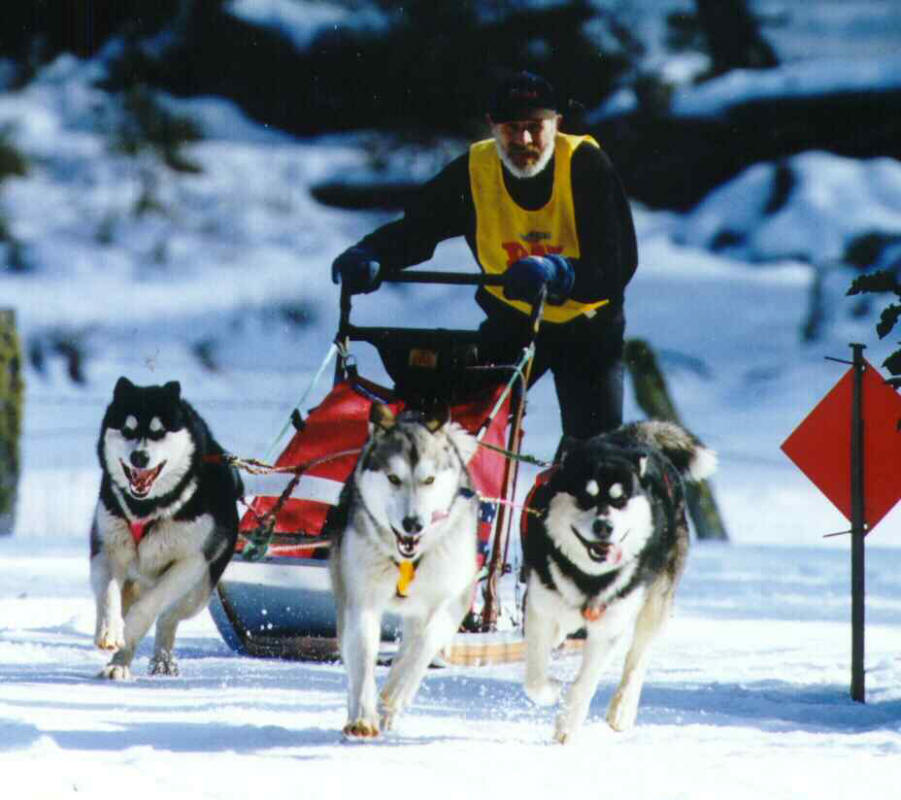 SledDogTeamDinnerPlain