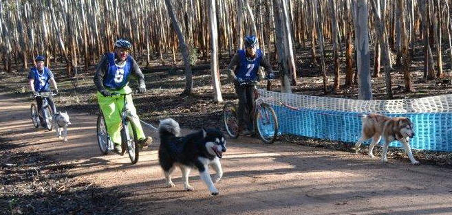 1-dog sled dog teams