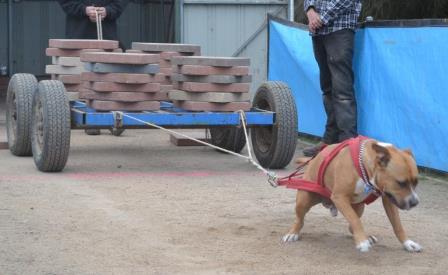 Weight pull competition