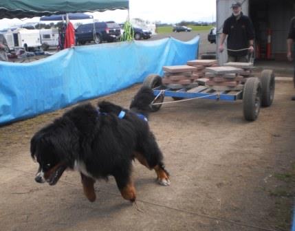 Weight Pull Competition - Bernese Mountain Dog