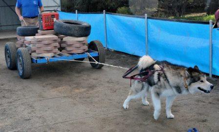 Weight pull competition